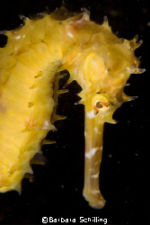 I found this beautiful seahorse during a dive in Lembeh S... by Barbara Schilling 